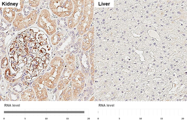 Anti-PTGER3 antibody [HL3653] used in IHC (Paraffin sections) (IHC-P). GTX641644