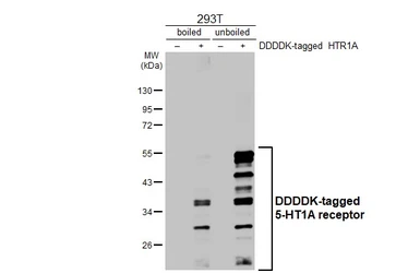 Anti-5-HT1A receptor antibody [HL3657] used in Western Blot (WB). GTX641648