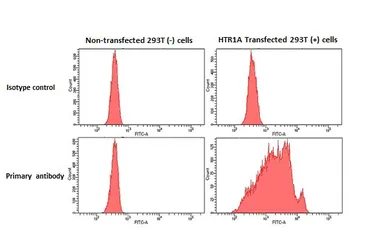 Anti-5-HT1A receptor antibody [HL3657] used in Flow cytometry (FCM). GTX641648