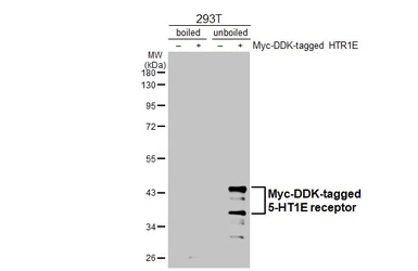 Anti-5-HT1E receptor antibody [HL3658] used in Western Blot (WB). GTX641649