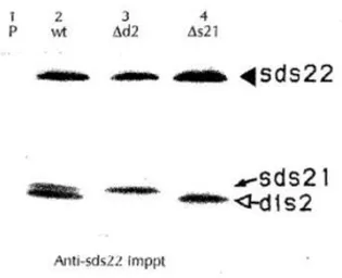 Anti-Sds22 (S. pombe) antibody used in Immunoprecipitation (IP). GTX64165