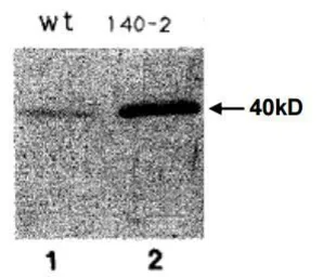 Anti-Sds22 (S. pombe) antibody used in Western Blot (WB). GTX64165