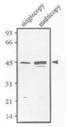 Anti-Sds23 (S. pombe) antibody used in Western Blot (WB). GTX64166