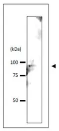 Anti-Srb4 (S. cerevisiae) antibody used in Western Blot (WB). GTX64169