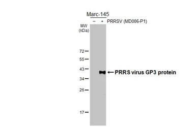 Anti-PRRS virus GP3 protein antibody [HL3675] used in Western Blot (WB). GTX641703