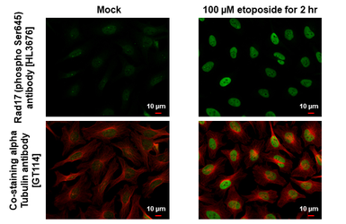 Anti-Rad17 (phospho Ser645) antibody [HL3676] used in Immunocytochemistry/ Immunofluorescence (ICC/IF). GTX641704