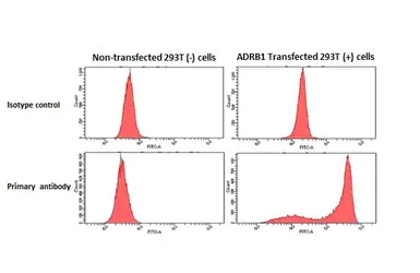 Anti-beta 1 Adrenergic Receptor antibody [HL3678] used in Flow cytometry (FCM). GTX641706