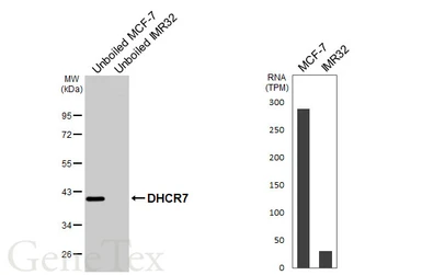 Anti-DHCR7 antibody [HL3685] used in Western Blot (WB). GTX641713