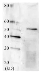 Anti-Swi6 (S. pombe) antibody used in Western Blot (WB). GTX64174