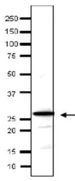 Anti-Taf14 (S. cerevisiae) antibody used in Western Blot (WB). GTX64177
