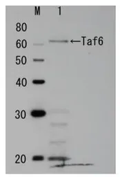 Anti-Taf6 (S. cerevisiae) antibody used in Western Blot (WB). GTX64180
