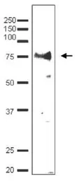 Anti-Taf7 (S. cerevisiae) antibody used in Western Blot (WB). GTX64181