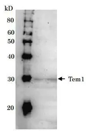 Anti-Tem1 (S. cerevisiae) antibody used in Western Blot (WB). GTX64182