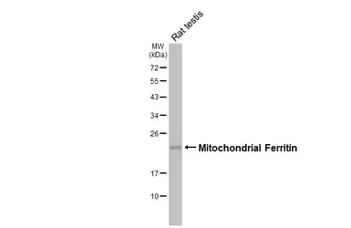 Anti-Mitochondrial Ferritin antibody [HL3687] used in Western Blot (WB). GTX641859