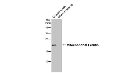Anti-Mitochondrial Ferritin antibody [HL3687] used in Western Blot (WB). GTX641859
