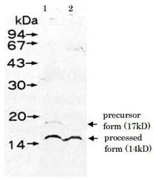 Anti-UmuD antibody used in Western Blot (WB). GTX64186