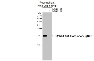 Anti-Rabbit Anti-Horn shark IgNar antibody [HL3690] used in Western Blot (WB). GTX641862