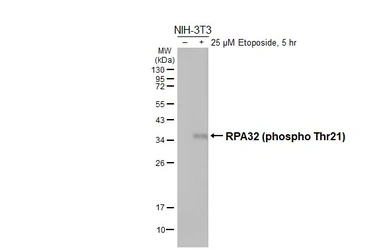 Anti-RPA32 (phospho Thr21) antibody [HL3692] used in Western Blot (WB). GTX641864