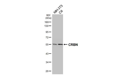Anti-CRBN antibody [HL3695] used in Western Blot (WB). GTX641867