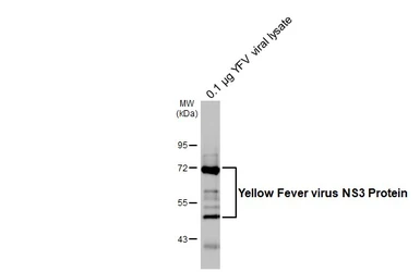 Anti-Yellow Fever virus NS3 protein antibody [HL3702] used in Western Blot (WB). GTX641874