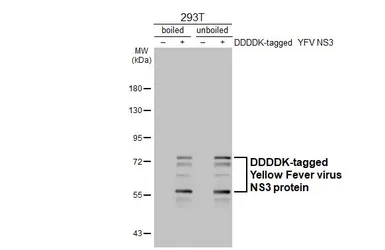 Anti-Yellow Fever virus NS3 protein antibody [HL3702] used in Western Blot (WB). GTX641874