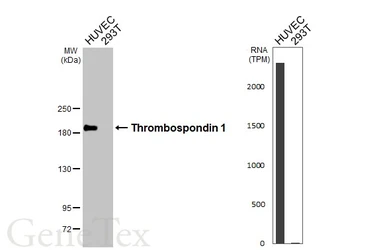 Anti-Thrombospondin 1 antibody [HL3704] used in Western Blot (WB). GTX641876