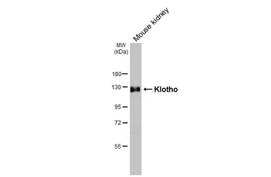 Anti-Klotho antibody [HL3707] used in Western Blot (WB). GTX641879