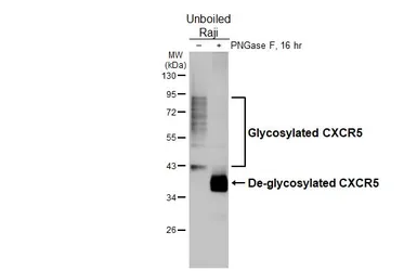 Anti-CXCR5 antibody [HL3708] used in Western Blot (WB). GTX641880