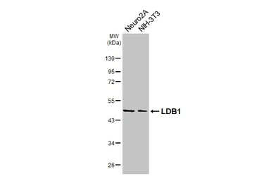 Anti-LDB1 antibody [HL3711] used in Western Blot (WB). GTX641901