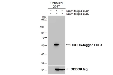Anti-LDB1 antibody [HL3711] used in Western Blot (WB). GTX641901