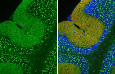 Anti-Gephyrin antibody [HL3712] used in IHC (Paraffin sections) (IHC-P). GTX641902