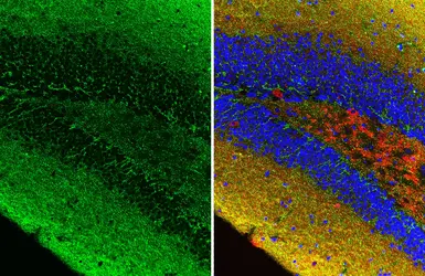 Anti-Gephyrin antibody [HL3712] used in IHC (Paraffin sections) (IHC-P). GTX641902