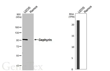 Anti-Gephyrin antibody [HL3712] used in Western Blot (WB). GTX641902