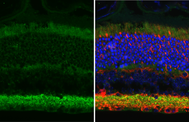 Anti-Gephyrin antibody [HL3712] used in IHC (Paraffin sections) (IHC-P). GTX641902