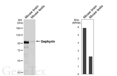 Anti-Gephyrin antibody [HL3712] used in Western Blot (WB). GTX641902