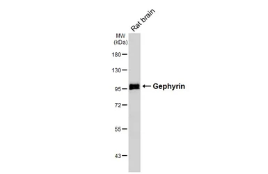 Anti-Gephyrin antibody [HL3712] used in Western Blot (WB). GTX641902