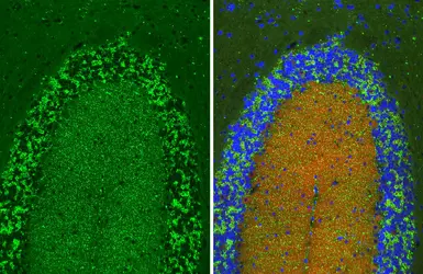 Anti-Gephyrin antibody [HL3713] used in IHC (Paraffin sections) (IHC-P). GTX641903