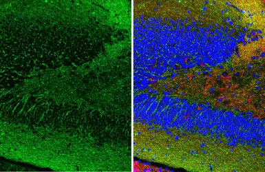 Anti-Gephyrin antibody [HL3713] used in IHC (Paraffin sections) (IHC-P). GTX641903