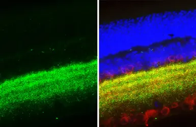 Anti-Gephyrin antibody [HL3713] used in IHC (Paraffin sections) (IHC-P). GTX641903