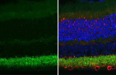 Anti-Gephyrin antibody [HL3713] used in IHC (Paraffin sections) (IHC-P). GTX641903