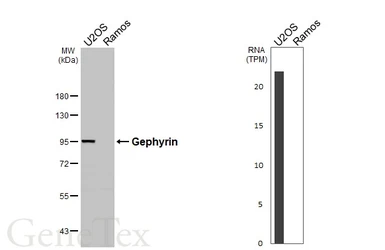 Anti-Gephyrin antibody [HL3713] used in Western Blot (WB). GTX641903