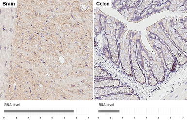 Anti-Gephyrin antibody [HL3713] used in IHC (Paraffin sections) (IHC-P). GTX641903