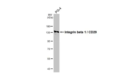 Anti-Integrin beta 1 / CD29 antibody [HL3715] used in Western Blot (WB). GTX641905