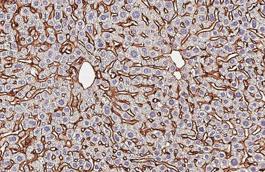 Anti-Integrin beta 1 / CD29 antibody [HL3715] used in IHC (Paraffin sections) (IHC-P). GTX641905