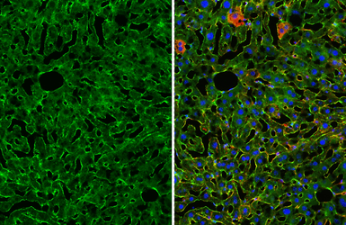Anti-Integrin beta 1 / CD29 antibody [HL3715] used in IHC (Frozen sections) (IHC-Fr). GTX641905