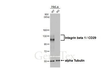 Anti-Integrin beta 1 / CD29 antibody [HL3715] used in Western Blot (WB). GTX641905