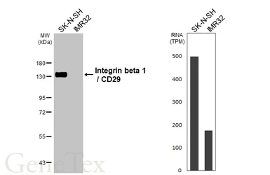Anti-Integrin beta 1 / CD29 antibody [HL3715] used in Western Blot (WB). GTX641905