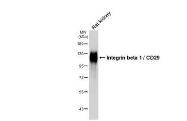 Anti-Integrin beta 1 / CD29 antibody [HL3715] used in Western Blot (WB). GTX641905