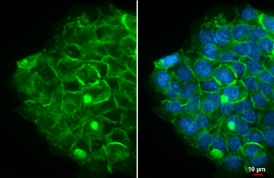 Anti-Integrin beta 1 / CD29 antibody [HL3715] used in Immunocytochemistry/ Immunofluorescence (ICC/IF). GTX641905