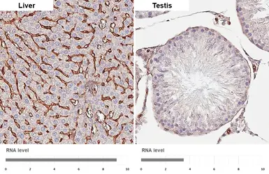 Anti-Integrin beta 1 / CD29 antibody [HL3715] used in IHC (Paraffin sections) (IHC-P). GTX641905